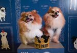 Claris Hotel Pets Party