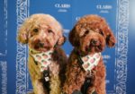 Claris Hotel Pets Party_
