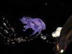 Ex Abrupto. MonLiria