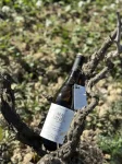 Covides_-vino-blanco