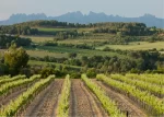 La DO Penedès hace historia 1